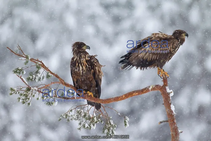 : 80200000 White-Tailed Eagle - young in snowy tree : 80200000 White-Tailed Eagle - young in snowy tree