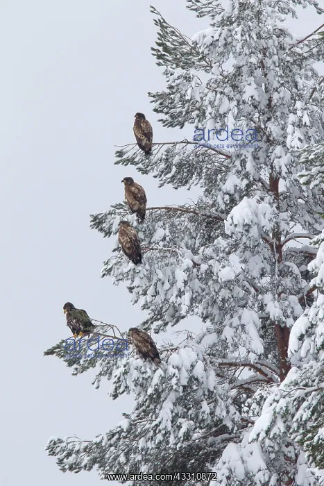 : 80200001 White-Tailed Eagle - resting in snowy tree : 80200001 White-Tailed Eagle - resting in snowy tree