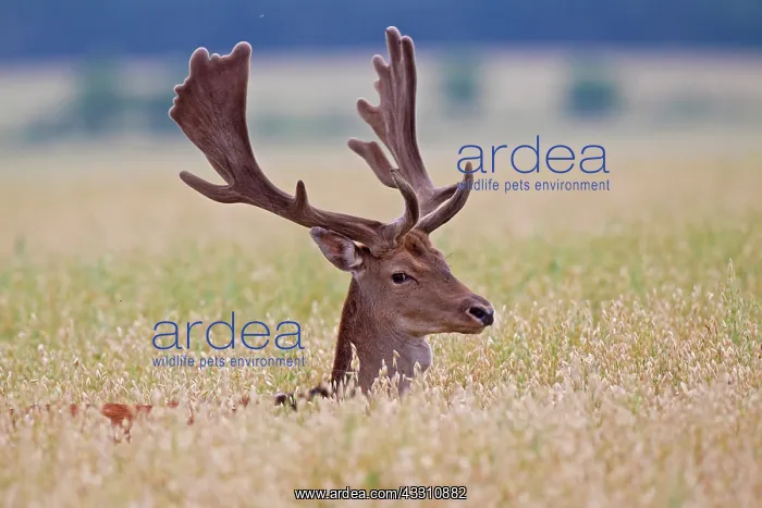 : 80200002 Fallow Deer - stag in a grain field Sweden : 80200002 Fallow Deer - stag in a grain field Sweden