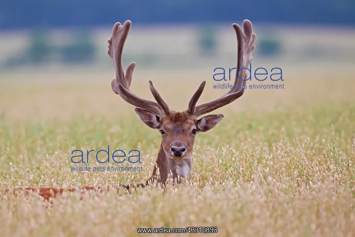 : 80200003 Fallow Deer - stag in a grain field Sweden : 80200003 Fallow Deer - stag in a grain field Sweden