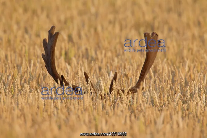 : 80200004 Fallow Deer - stag in a grain field Sweden : 80200004 Fallow Deer - stag in a grain field Sweden