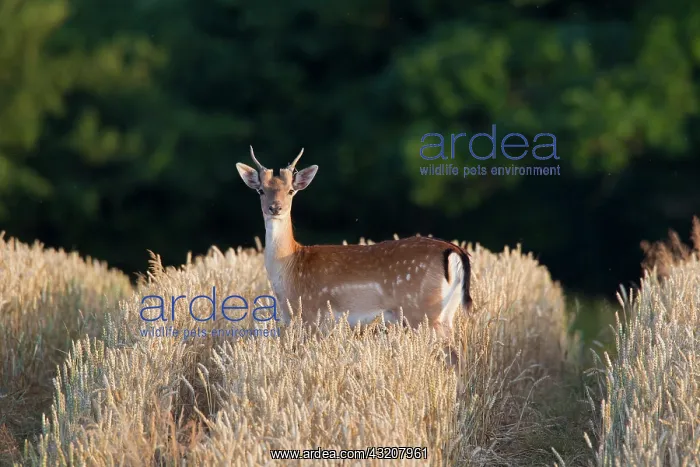 : 80200005 Fallow Deer - young stag in grain field : 80200005 Fallow Deer - young stag in grain field