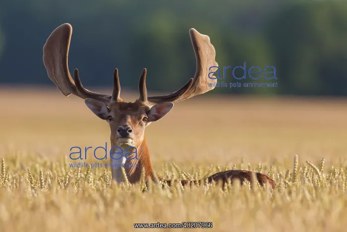  : 80200006 Fallow Deer - stag in a grain field Sweden