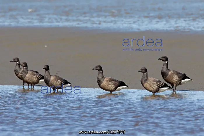: 80200007 Brent Goose - adult geese in wadden sea : 80200007 Brent Goose - adult geese in wadden sea