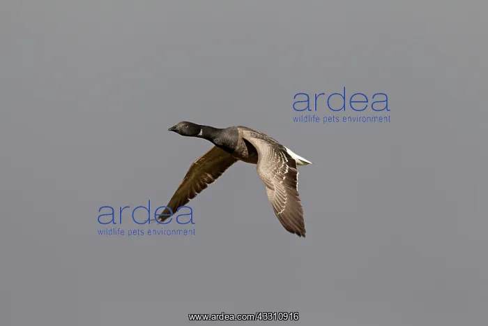 : 80200008 Brent Goose - juvenile goose in flight : 80200008 Brent Goose - juvenile goose in flight