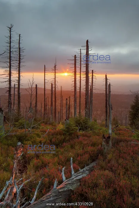 : 80200009 Forest - large scale Bark Beetle infestation : 80200009 Forest - large scale Bark Beetle infestation