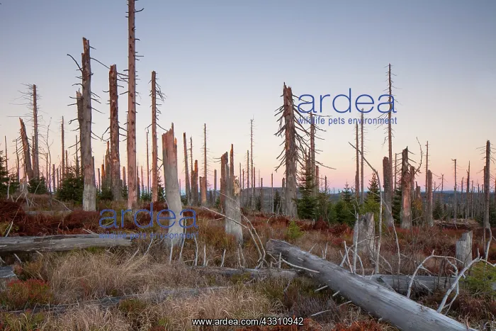 : 80200010 Forest - large scale Bark Beetle infestation : 80200010 Forest - large scale Bark Beetle infestation