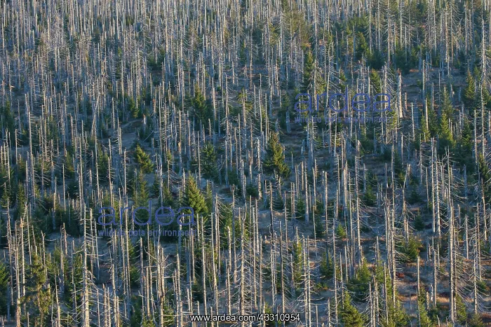 : 80200011 Forest - large scale Bark Beetle infestation : 80200011 Forest - large scale Bark Beetle infestation