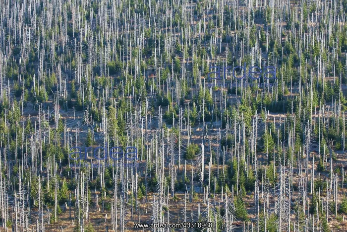 : 80200012 Forest - large scale Bark Beetle infestation : 80200012 Forest - large scale Bark Beetle infestation