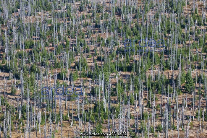 : 80200013 Forest - large scale Bark Beetle infestation : 80200013 Forest - large scale Bark Beetle infestation