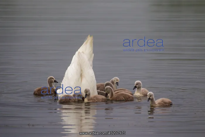 : 80200014 Mute Swan - adult upending with cygnets : 80200014 Mute Swan - adult upending with cygnets
