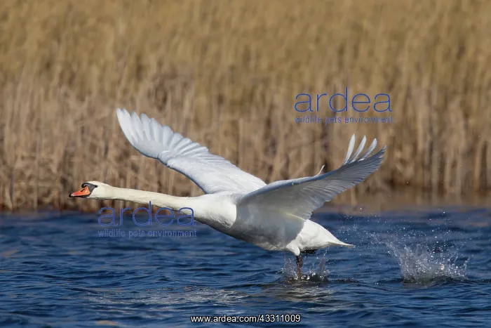 : 80200017 Mute Swan - adult male in flight taking : 80200017 Mute Swan - adult male in flight taking