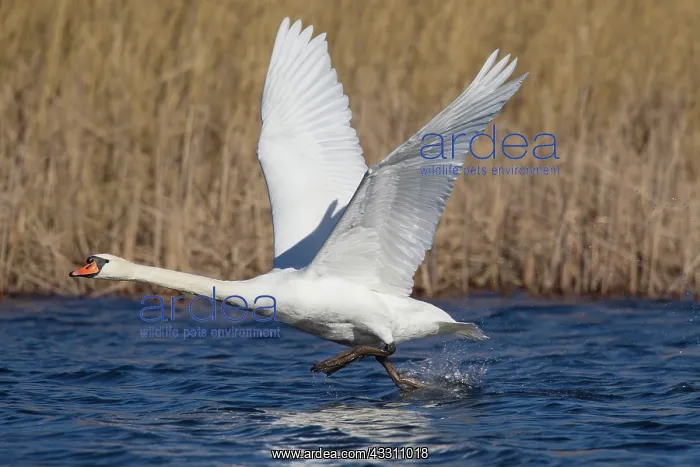 : 80200018 Mute Swan - adult male in flight taking : 80200018 Mute Swan - adult male in flight taking