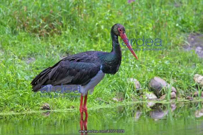  : 80200020 Black Stork - adult Germany Ciconia nigra
