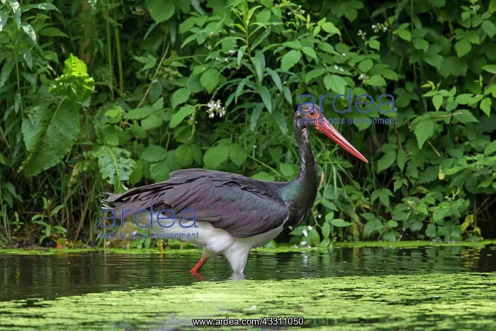  : 80200021 Black Stork - adult Germany Ciconia nigra
