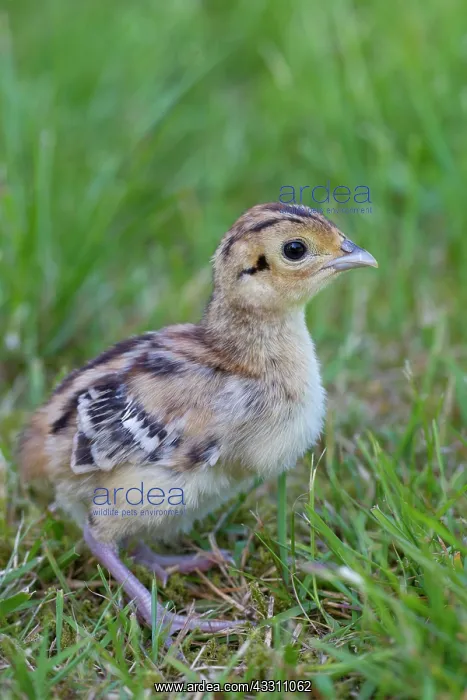 : 80200022 Common / Ring-necked Pheasant - chick in : 80200022 Common / Ring-necked Pheasant - chick in