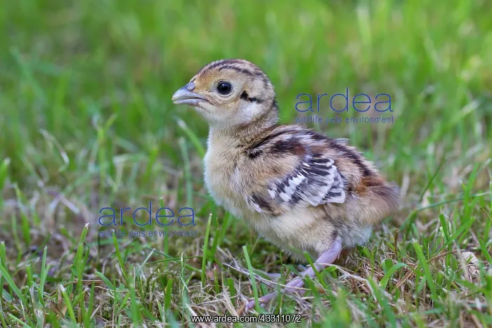  : 80200023 Common  /  Ring-necked Pheasant - chick in