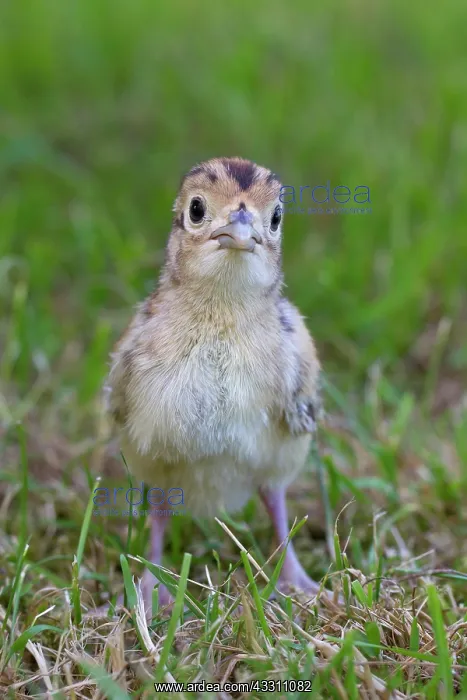 : 80200024 Common / Ring-necked Pheasant - chick in : 80200024 Common / Ring-necked Pheasant - chick in