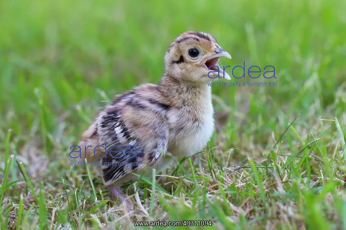 : 80200025 Common / Ring-necked Pheasant - chick in : 80200025 Common / Ring-necked Pheasant - chick in