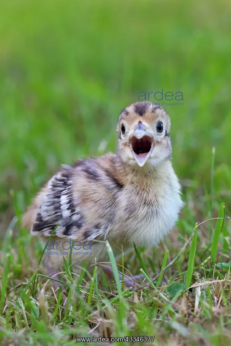 : 80200026 Common / Ring-necked Pheasant - chick in : 80200026 Common / Ring-necked Pheasant - chick in