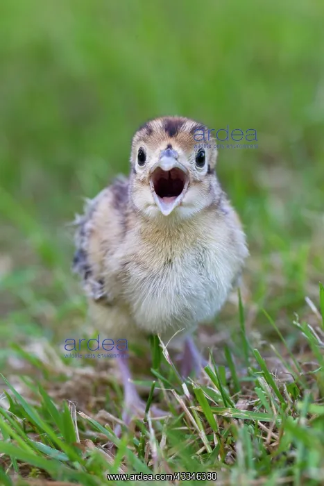 : 80200027 Common / Ring-necked Pheasant - chick in : 80200027 Common / Ring-necked Pheasant - chick in
