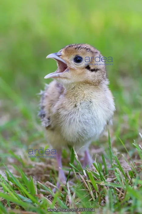 : 80200028 Common / Ring-necked Pheasant - chick in : 80200028 Common / Ring-necked Pheasant - chick in