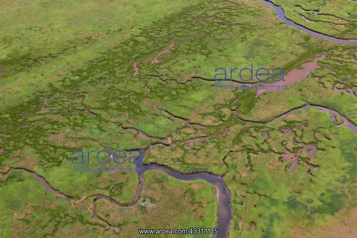 : 80200029 Saltmarsh - aerial view at low tide Wadden : 80200029 Saltmarsh - aerial view at low tide Wadden