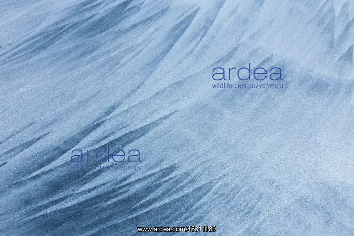 : 80200038 Patterns of Sand - in winter Lofoten, Norway : 80200038 Patterns of Sand - in winter Lofoten, Norway