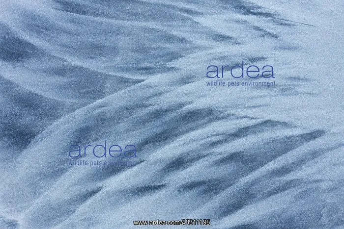 : 80200039 Patterns of Sand - in winter Lofoten, Norway : 80200039 Patterns of Sand - in winter Lofoten, Norway