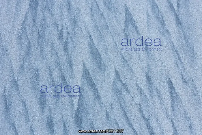 : 80200041 Patterns of Sand - in winter Lofoten, Norway : 80200041 Patterns of Sand - in winter Lofoten, Norway