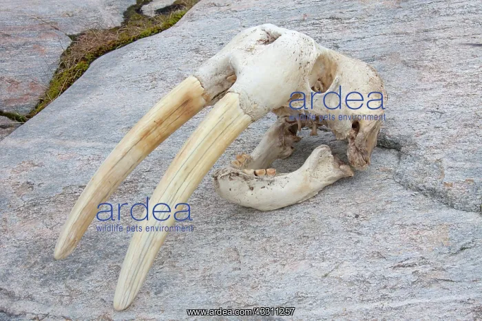 : 80200049 Walrus Skull Ilulissat, Disco Bay, Greenland : 80200049 Walrus Skull Ilulissat, Disco Bay, Greenland