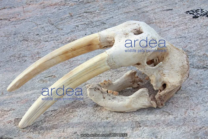 : 80200050 Walrus Skull Ilulissat, Disco Bay, Greenland : 80200050 Walrus Skull Ilulissat, Disco Bay, Greenland