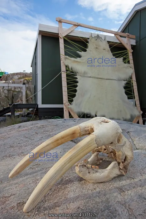 : 80200051 Walrus Skull - with drying skin of Polar : 80200051 Walrus Skull - with drying skin of Polar
