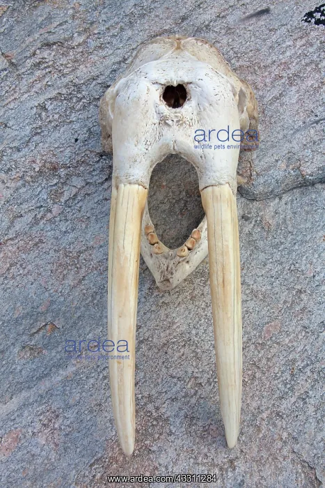 : 80200052 Walrus Skull Ilulissat, Disco Bay, Greenland : 80200052 Walrus Skull Ilulissat, Disco Bay, Greenland