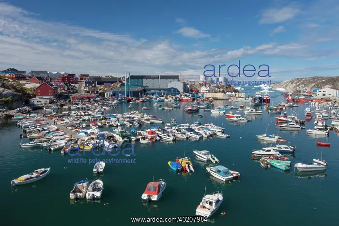: 80200056 Motor Boats - in the harbour Ilulissat : 80200056 Motor Boats - in the harbour Ilulissat