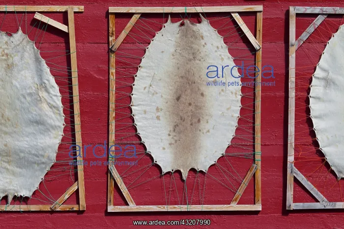  : 80200057 Harp Seal - skin in drying frame Ilulissat
