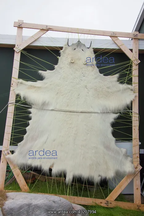 : 80200058 Polar bear - skin in drying frame Ilulissat : 80200058 Polar bear - skin in drying frame Ilulissat