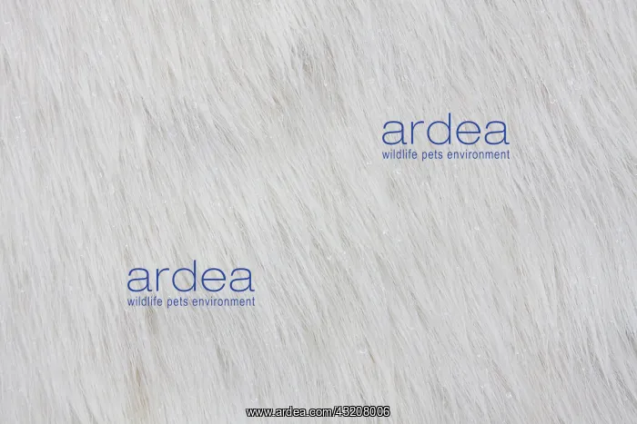 : 80200060 Polar bear - skin in drying frame Ilulissat : 80200060 Polar bear - skin in drying frame Ilulissat