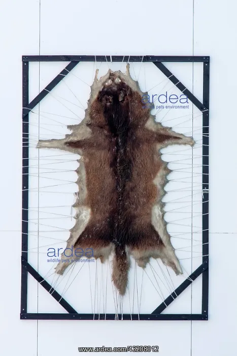 : 80200061 European Grey Wolf - skin in drying frame : 80200061 European Grey Wolf - skin in drying frame