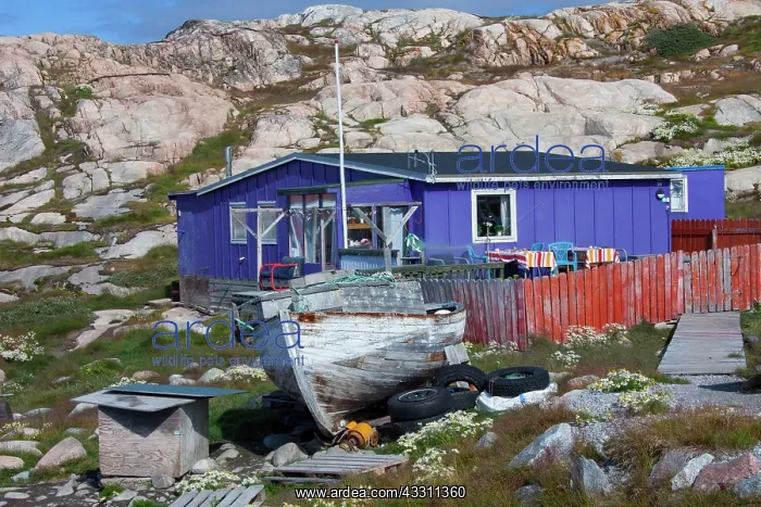 : 80200069 Ilulissat - houses in the town Ilulissat : 80200069 Ilulissat - houses in the town Ilulissat