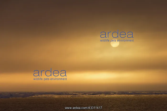 : 80200076 Sunset - over seascape Erik Eriksenstreet : 80200076 Sunset - over seascape Erik Eriksenstreet