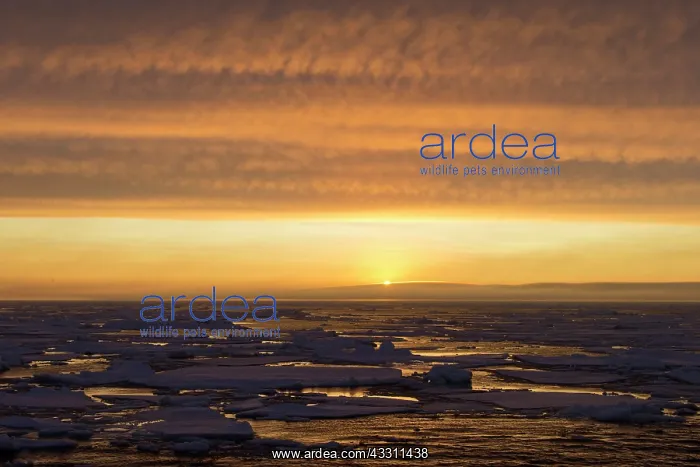 : 80200079 Sunset - over seascape Erik Eriksenstreet : 80200079 Sunset - over seascape Erik Eriksenstreet