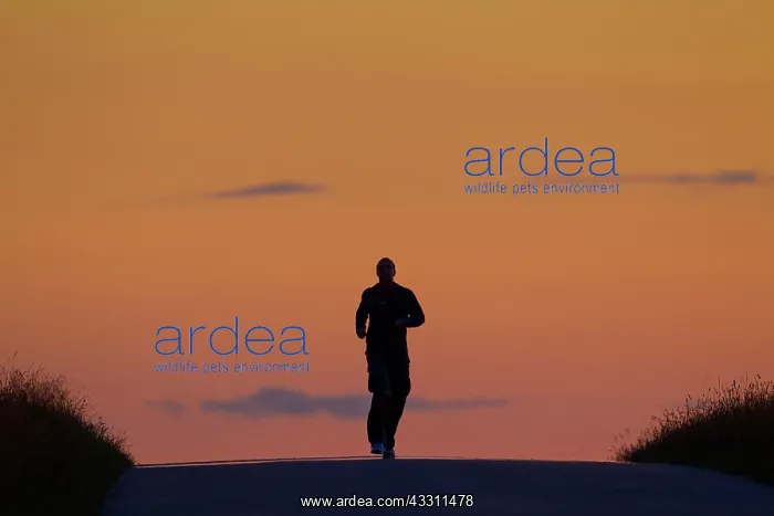 : 80200084 Jogger - running at sunset in summer Denmark : 80200084 Jogger - running at sunset in summer Denmark