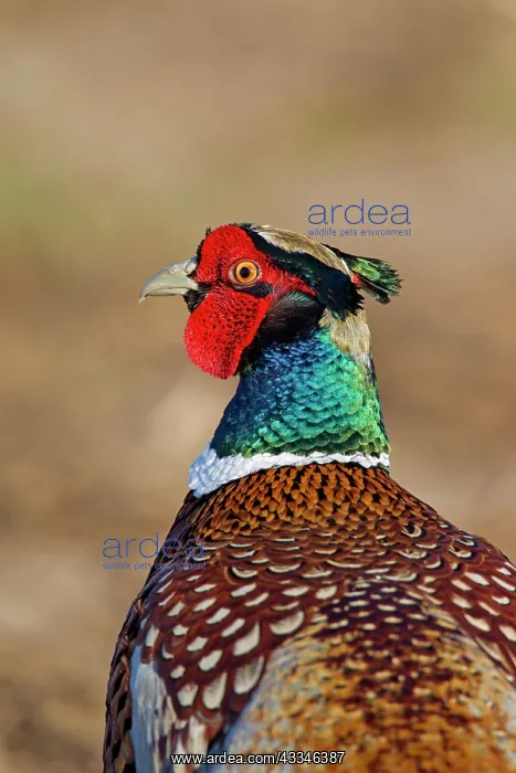 : 80200093 Common / Ring-necked Pheasant - cock portrait : 80200093 Common / Ring-necked Pheasant - cock portrait