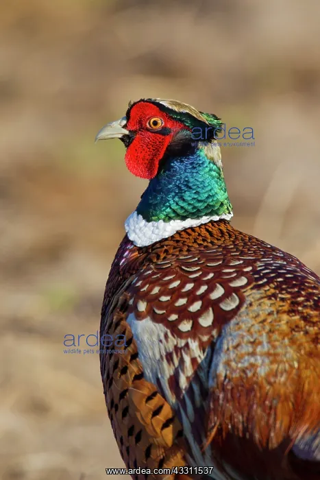 : 80200095 Common / Ring-necked Pheasant - cock portrait : 80200095 Common / Ring-necked Pheasant - cock portrait