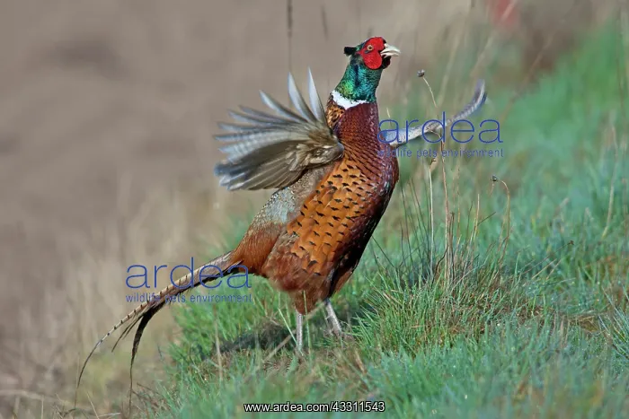 : 80200096 Common / Ring-necked Pheasant - displaying : 80200096 Common / Ring-necked Pheasant - displaying