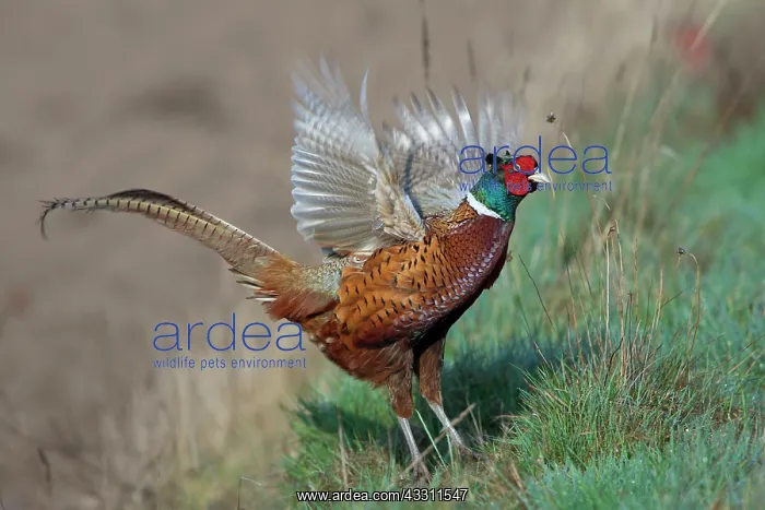 : 80200097 Common / Ring-necked Pheasant - displaying : 80200097 Common / Ring-necked Pheasant - displaying
