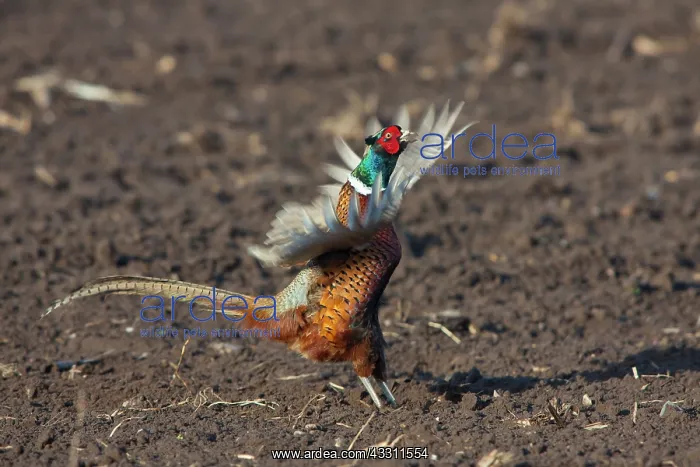: 80200098 Common / Ring-necked Pheasant - displaying : 80200098 Common / Ring-necked Pheasant - displaying