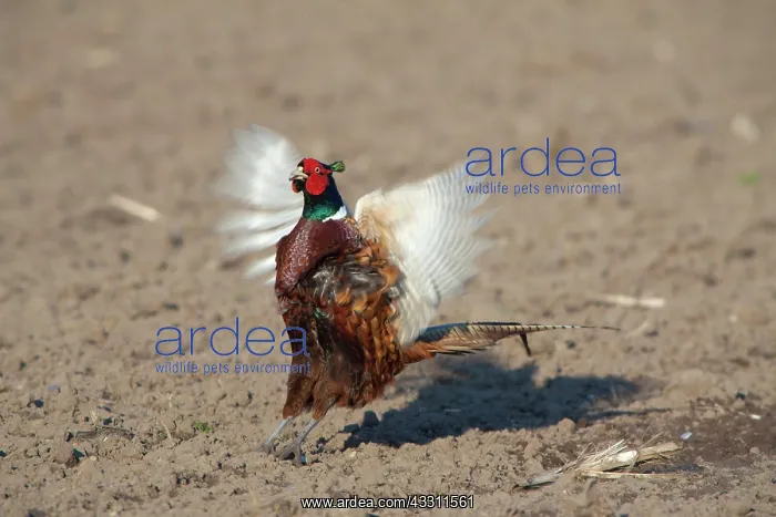 : 80200099 Common / Ring-necked Pheasant - displaying : 80200099 Common / Ring-necked Pheasant - displaying