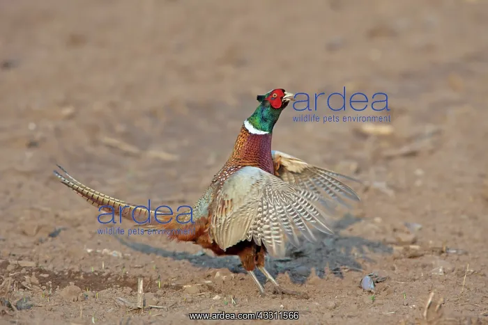 : 80200100 Common / Ring-necked Pheasant - displaying : 80200100 Common / Ring-necked Pheasant - displaying